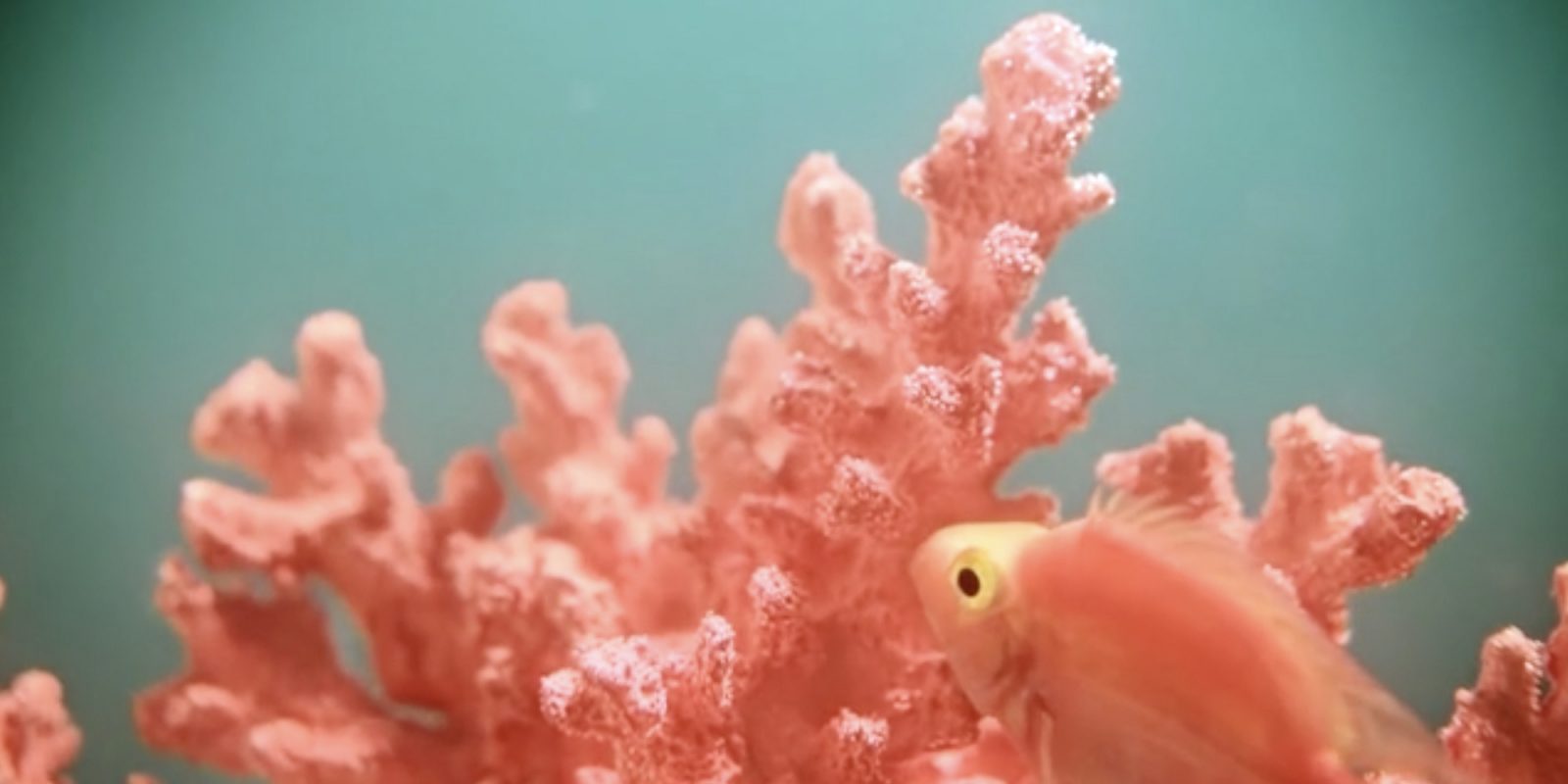 pantone-living-coral-teaser