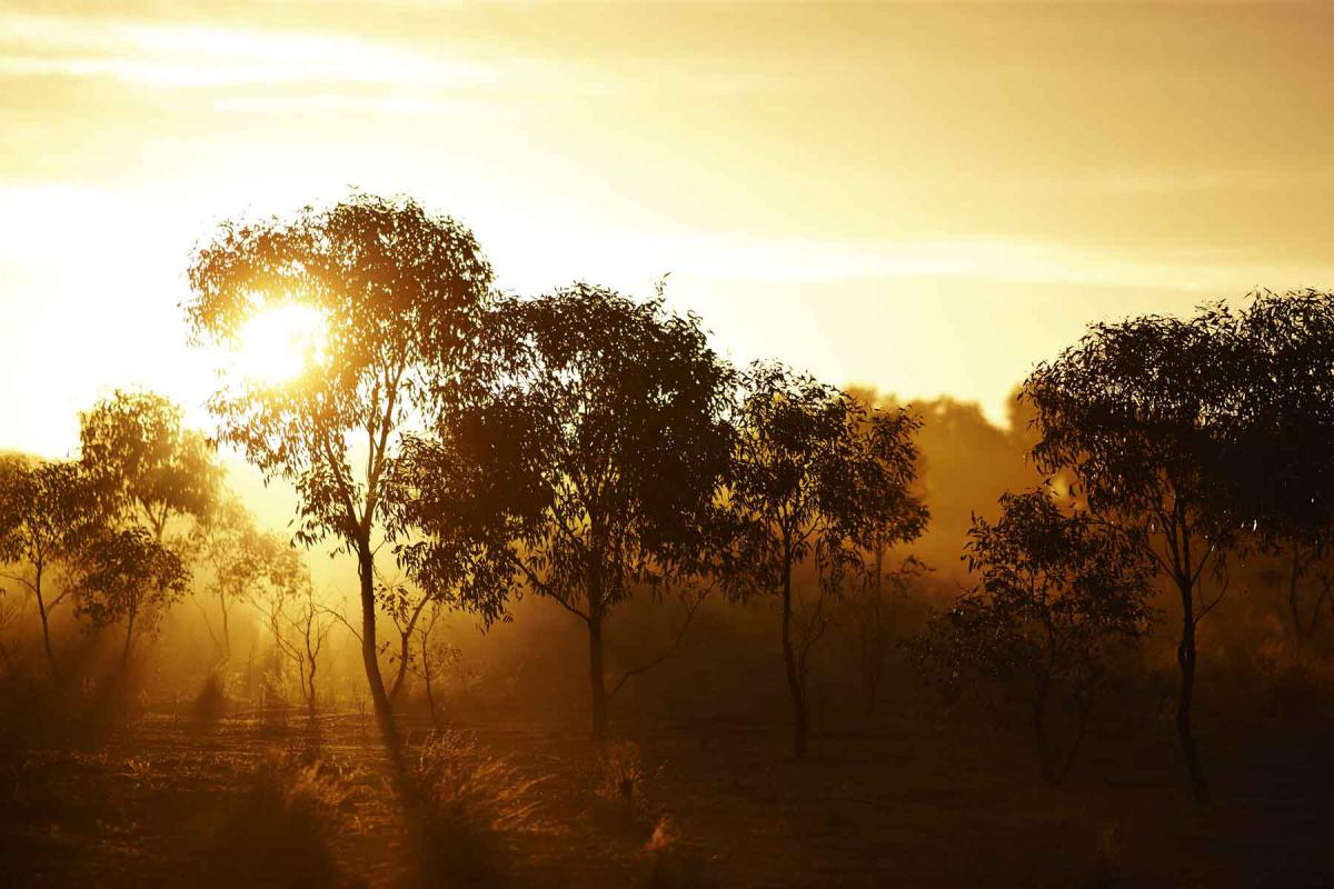 afternoon sun through trees