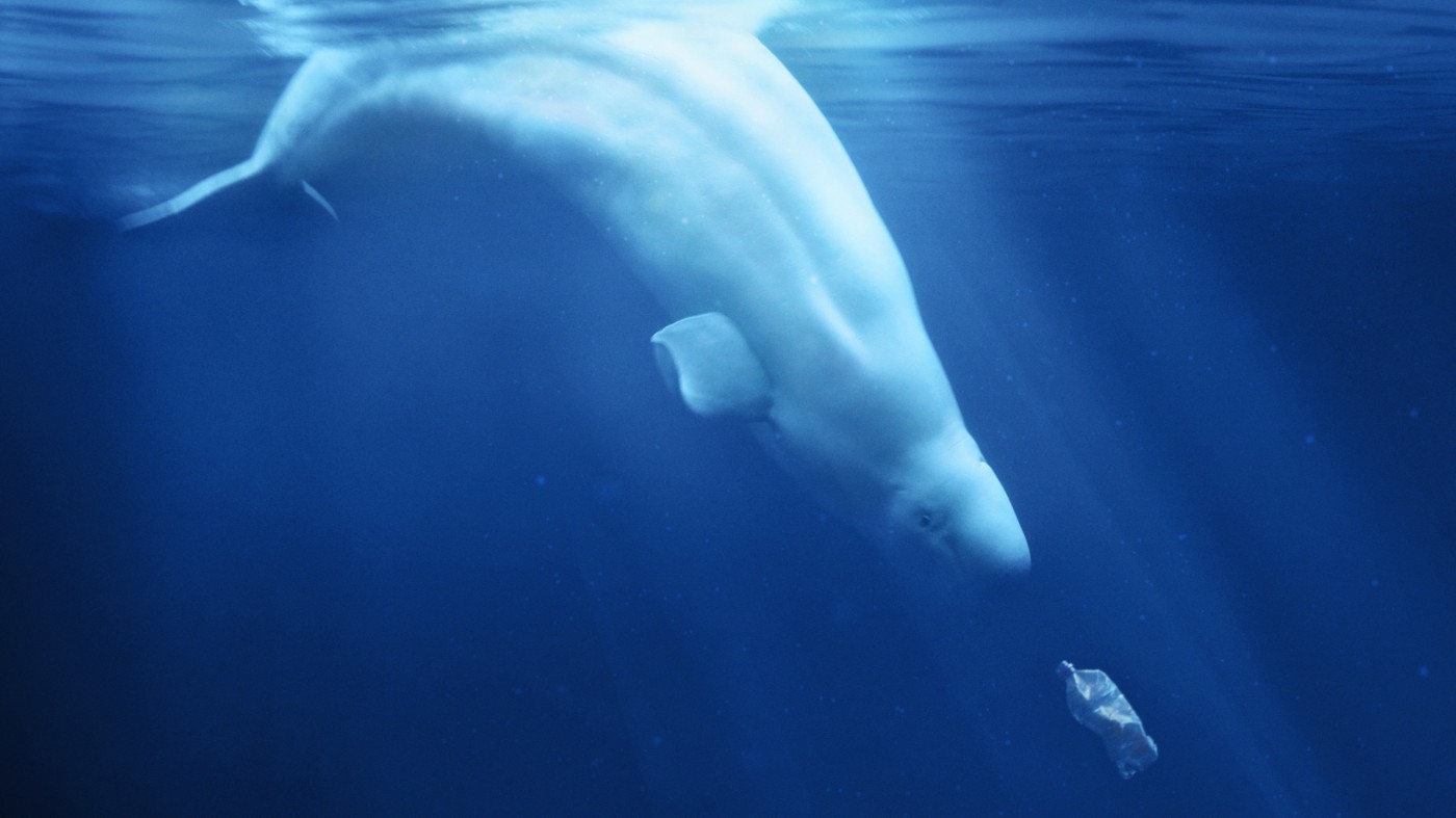 a plastic ocean film grab